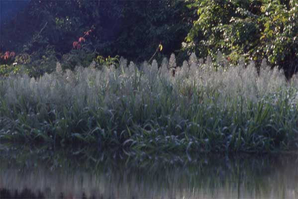 floating meadow photo floating meadow photo