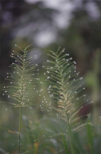 grass flower photo grass flower photo