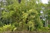 bamboo photo