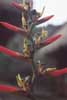 unknown heliconia photo