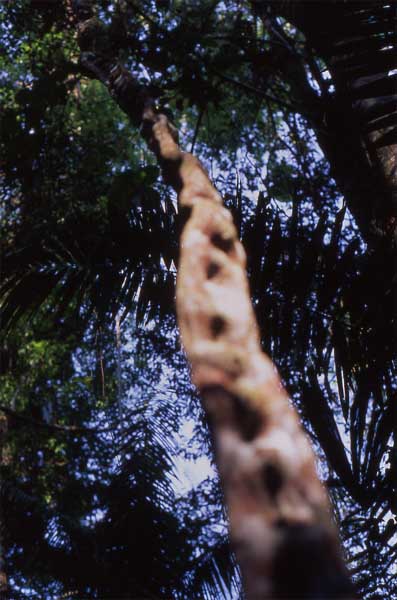 monkey ladder photo monkey ladder photo