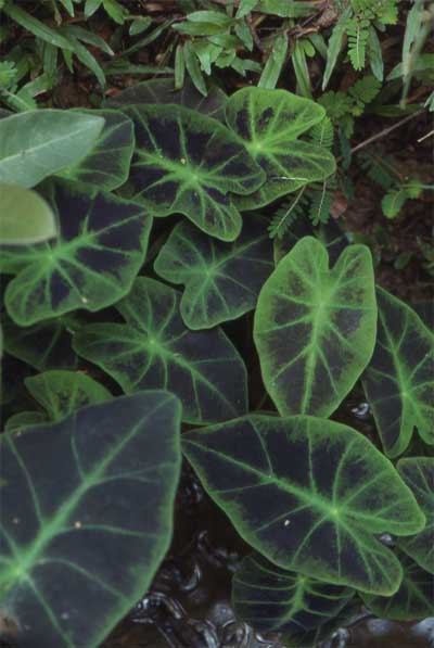variegated arum lily photo variegated arum lily photo