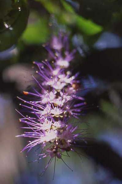 hirtella flower photo hirtella flower photo