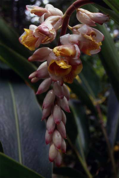 shell ginger flower photo shell ginger flower photo