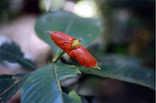 hotlips flower photo hotlips flower photo