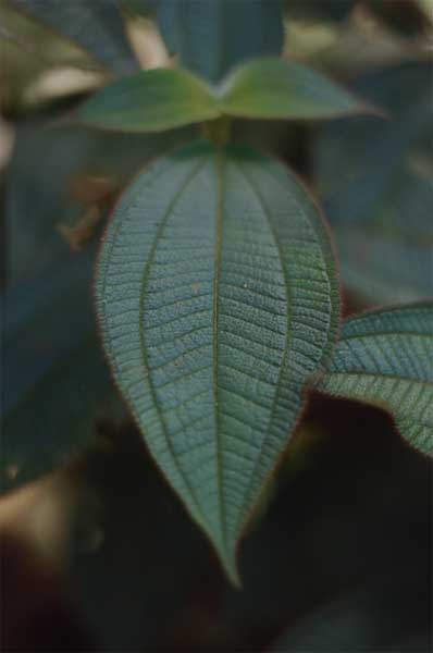 melastoma leaf photo melastoma leaf photo