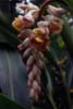 shell ginger flower photo