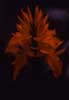 aphelandra flower photo