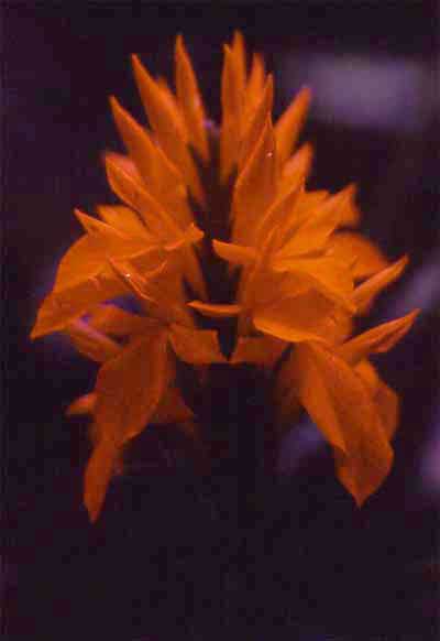 aphelandra flower photo aphelandra flower photo