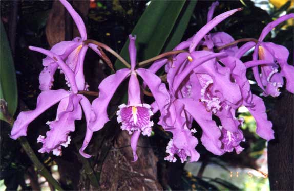 cattleya maxima photo cattleya maxima photo