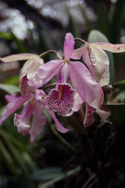 single cattleya photo single cattleya photo