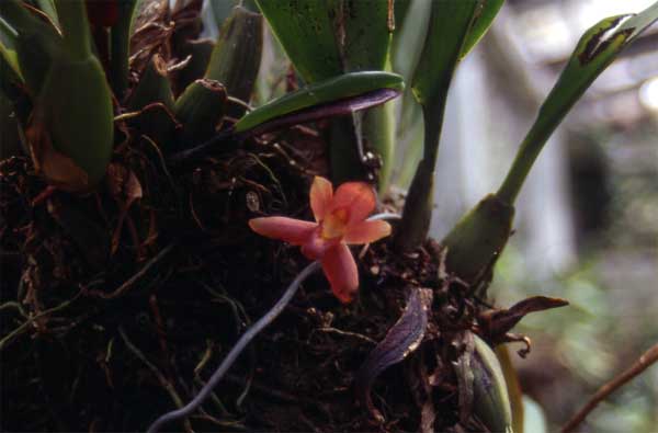 single maxillaria photo single maxillaria photo