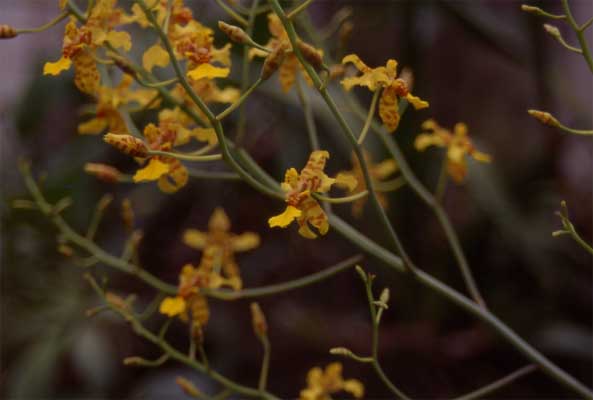 oncidium group photo