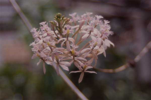 white epidendrum photo white epidendrum photo