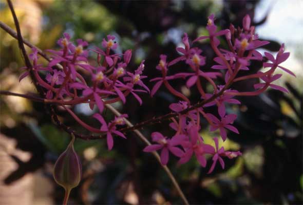purple epidendrum photo purple epidendrum photo