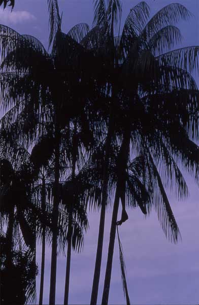 heart palm photo heart palm photo