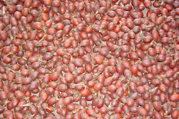 harvested moriche fruits photo harvested moriche fruits photo