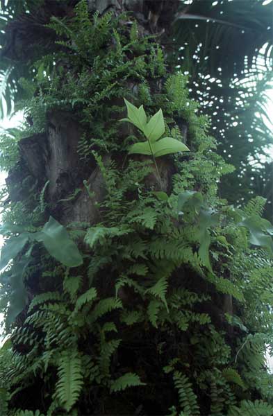 palm epiphytes photo palm epiphytes photo