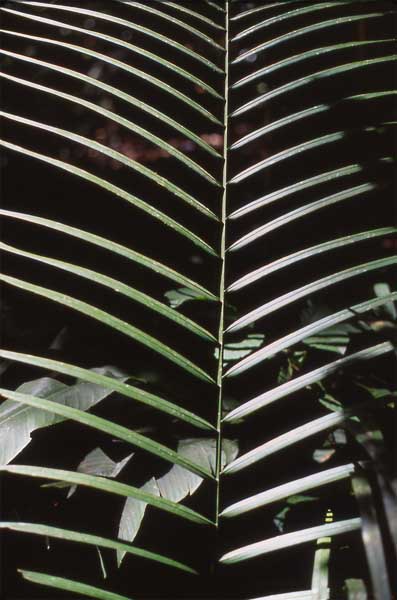 palm leaf photo palm leaf photo