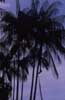 heart palm photo heart palm photo