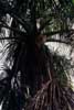 moriche palm fruits photo moriche palm fruits photo