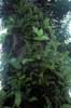 palm with ferns photo