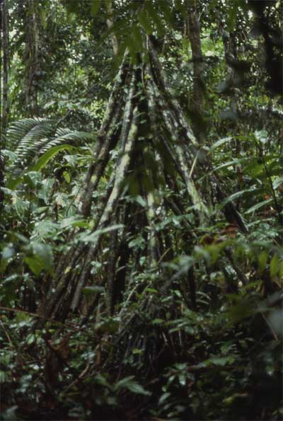 stilt palm photo stilt palm photo