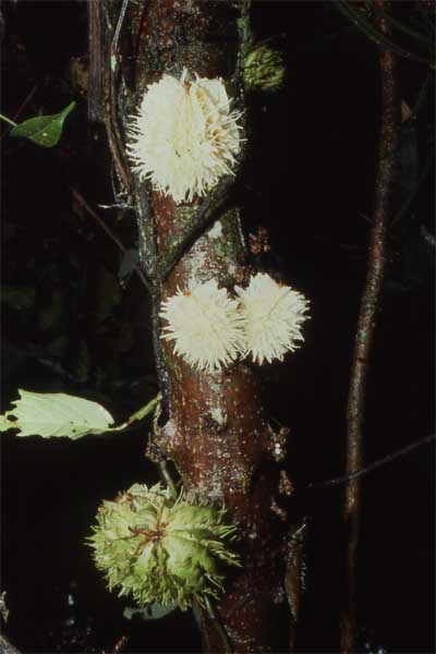 pollination photo