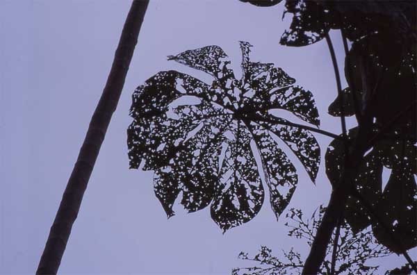 eaten cercropia leaf photo eaten cercropia leaf photo