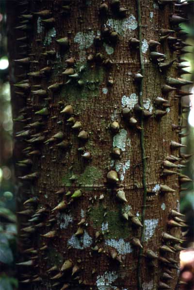 plant defenses photo