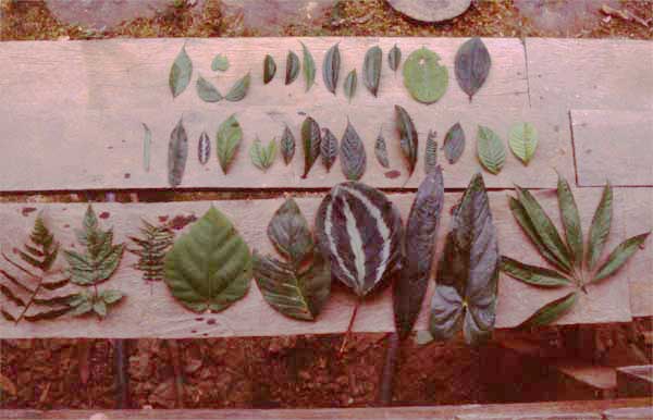 biodiversity photo
