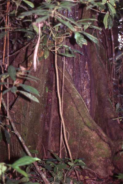 buttress roots photo buttress roots photo