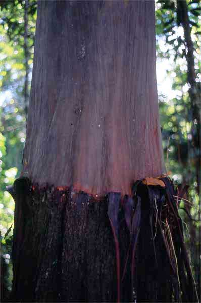 capirona trunk photo capirona trunk photo