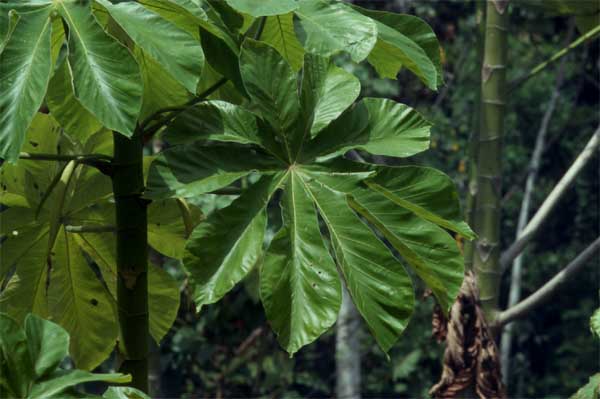 cercropia tree photo cercropia tree photo