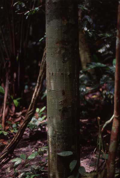 chicle trunk tree photo chicle tree trunk photo