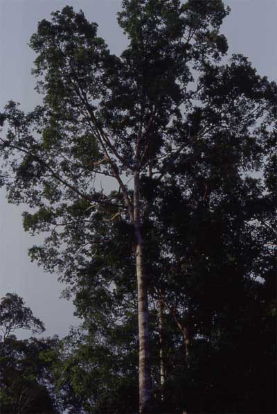 fig tree tree photo fig tree tree photo