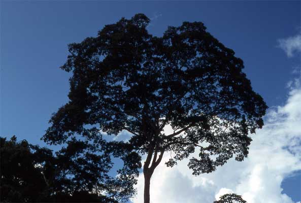 tall tree photo
