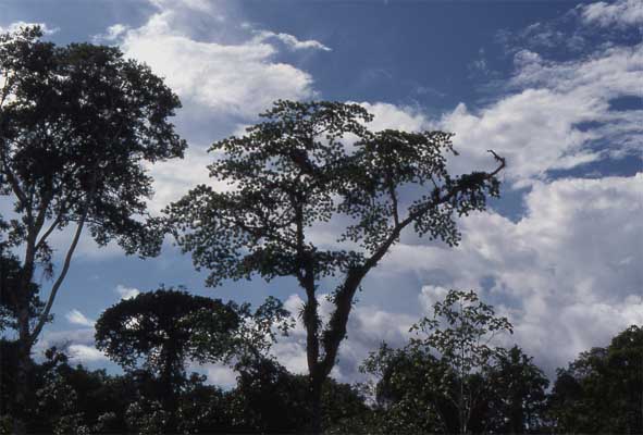 tall tree photo
