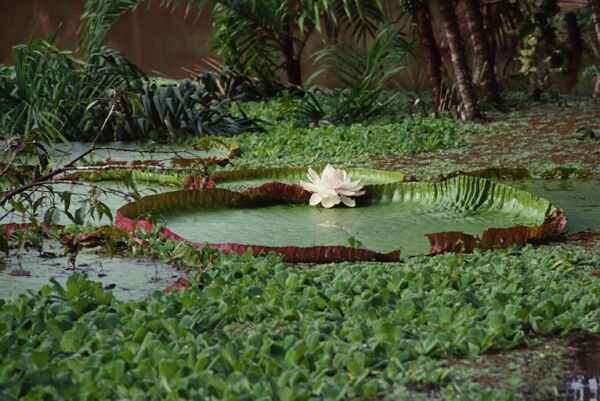 giant water lily flower photo