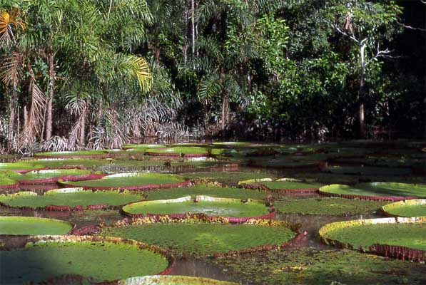 giant water lily pad photo