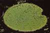 older lily pad photo