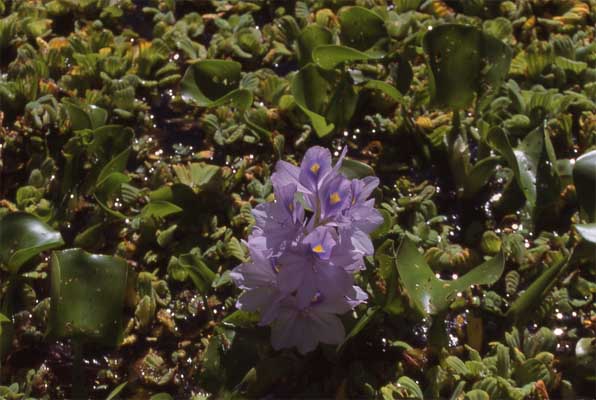 water hyacinth photo water hyacinth photo