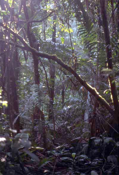 forest vegetation photo forest vegetation photo