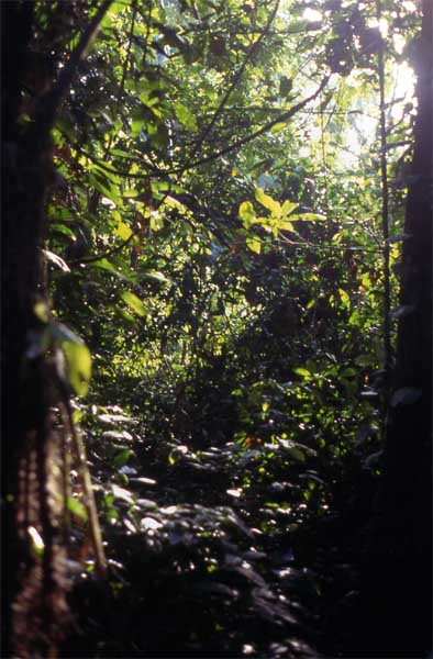 forest trail photo forest trail photo