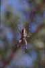 Galapagos spider close-up photo