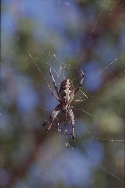 Photo of spider Photo of spider