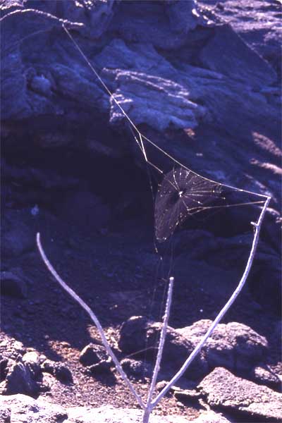 Photo of spider web Photo of spider web