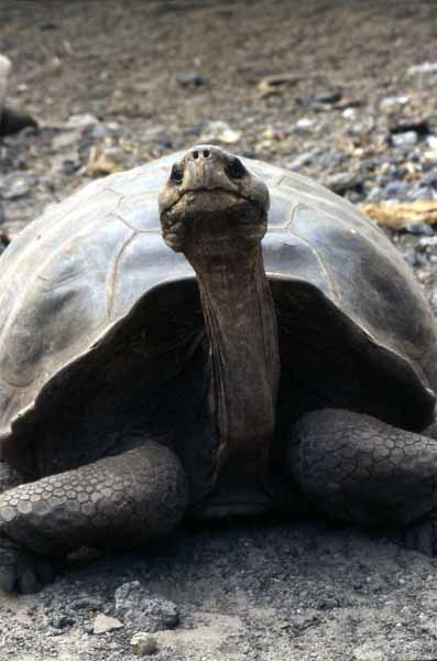 Photo of giant tortoise head Photo of giant tortoise head