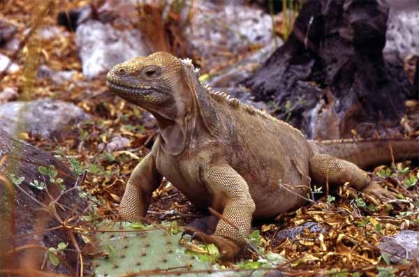 Photo of land iguana head Photo of land iguana head