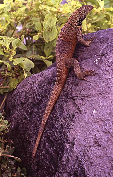 Photo of lava lizard Photo of lava lizard